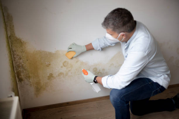Best HVAC Mold Inspection and Cleaning  in Daytona Beach Shores, FL